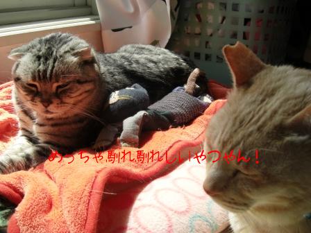 モカまりあ花と宗次郎 030.JPG