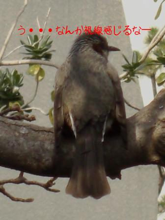 モカまりあ 015.JPG