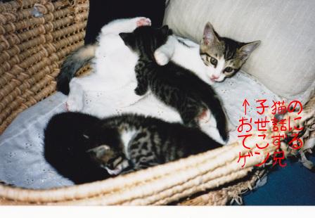 圧ゲンと子猫たち.jpg