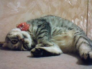 まりあおねんね ぎょろめ