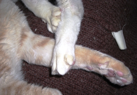 モカまりあ絆 002.JPG