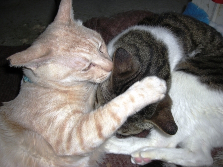 モカまりあ絆 006.JPG