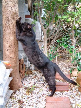 ブログ用雪の日 980.JPG