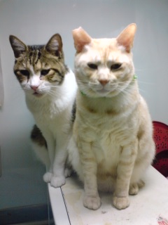 ゲンとモカ　レンジの上でモカ前