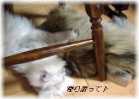 nyans