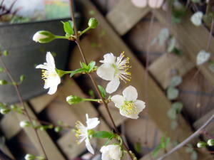 ベランダの桜*