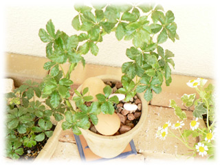 シュガーバイン