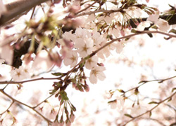桜