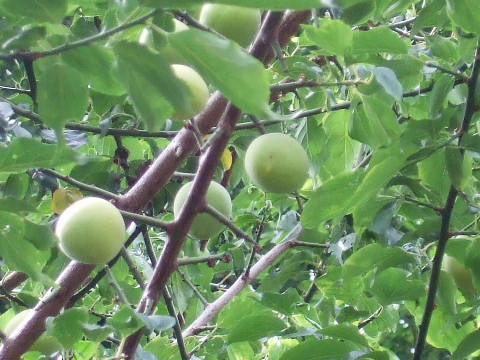 09061302.jpg