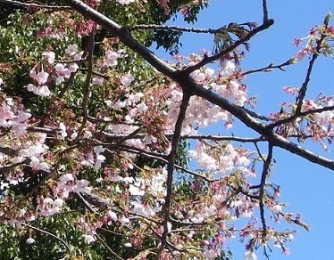 永代橋の桜