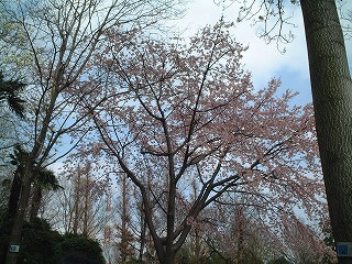 sakura