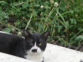 nekonekoneko