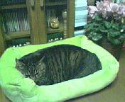 ショコラのソファー