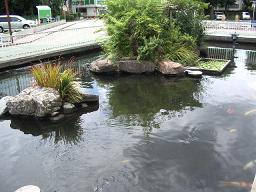 病院の前の池