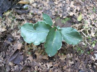 数枚の葉をつけた“せんりょう”の子供