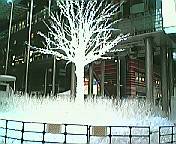 日テレ前のクリスマスツリー
