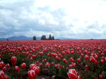 チューリップ