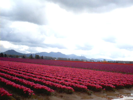 チューリップ２