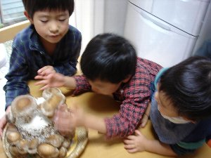 しいたけ三兄弟