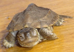 ウィンクかめきち