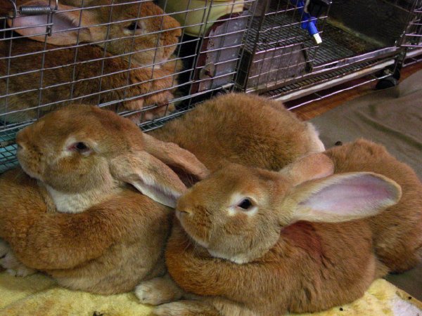 ジェリーとデブ子とサンちゃん