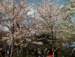 hanami2