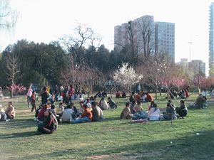 hanami4