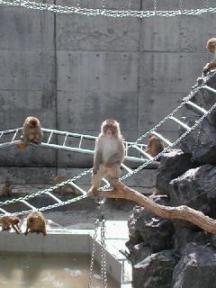 さる