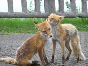 けもの