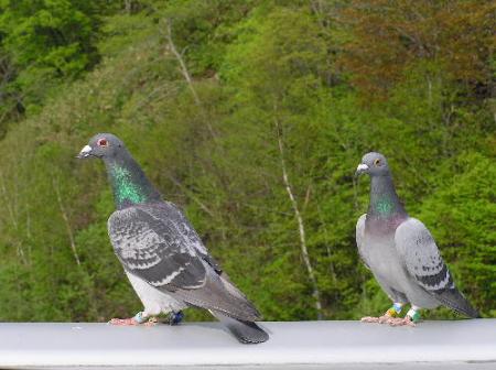 鳩