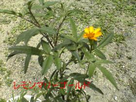 レモンマリーゴールド