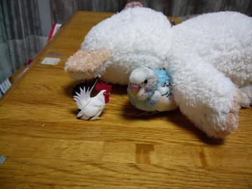 キョロとニワトリ