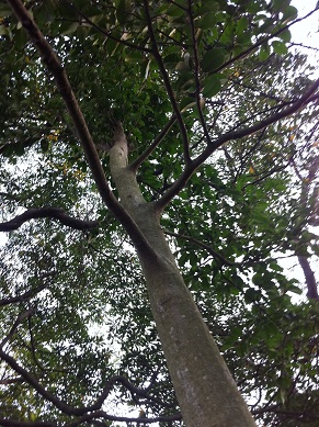 裏山の木　2