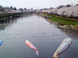 花見