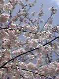 墨田公園