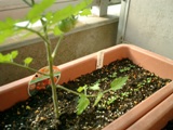 tomato01