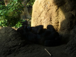 上野動物園２