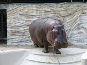 上野動物園３