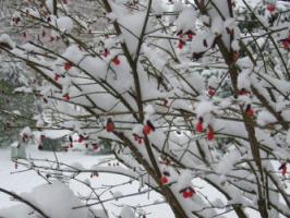 snow-tree