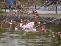 石神井公園　桜