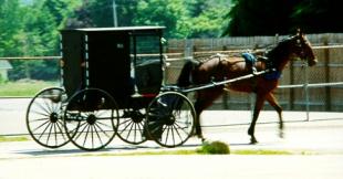 horse buggy