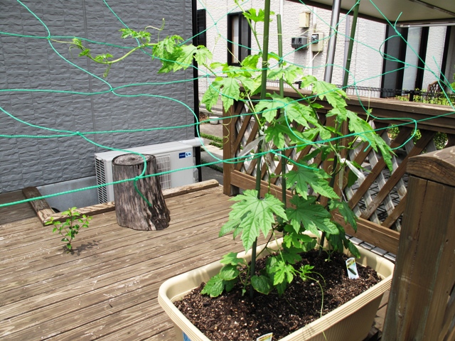 にがうり・・日よけになるかな？