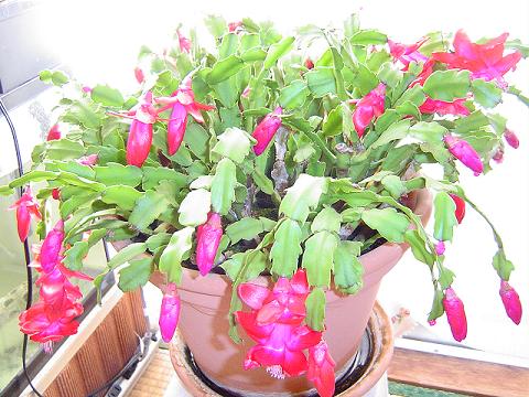カニサボテン開花