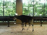 okapi