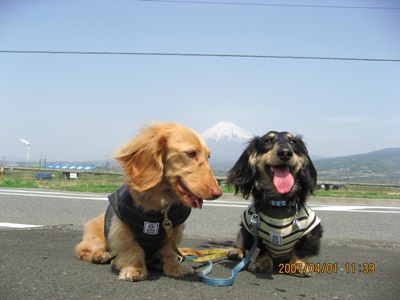 富士山と犬