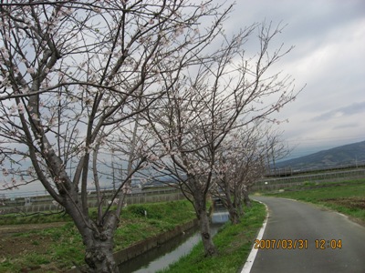 先週の桜並木
