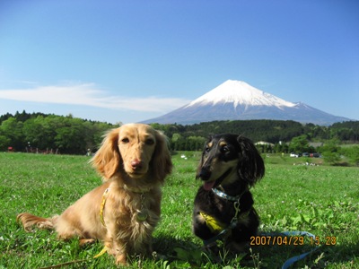 富士山と犬