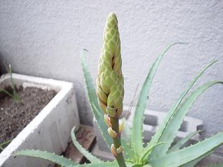 アロエ6
