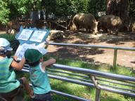 動物園　サイ