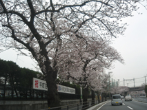 桜.jpg